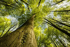 Beech Tree Forest Europe Prints: Trunks and canopy of beech trees (Fagus sylvatica), Kent, England, United Kingdom, Europe