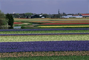 Tulip Fields Holland Prints: Tulip fields