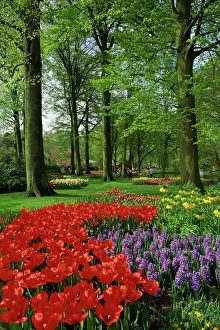 Tulips and hyacinths in the Keukenhof Gardens at Lisse Tulips and hyacinths in the Keukenhof Gardens at Lisse