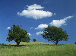 Prehistoric Burial Sites UK Prints: Tumuli, Pitstone Hill, beside the Chilterns Ridgeway path, Buckinghamshire