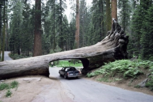 West Coast Travel Destinations Prints: Tunnel Log