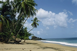 Colorful Tropical Landscape Prints: Turtle Beach