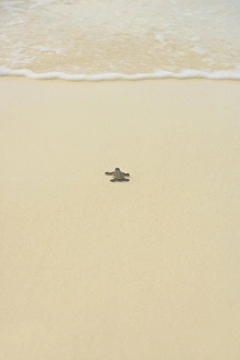 Sunny Day At The Shore Prints: Turtle making its way to the water