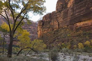 American Wilderness Prints: _TUW7245