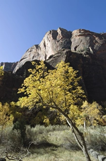 Zion National Park Photography Prints: _TUW7266