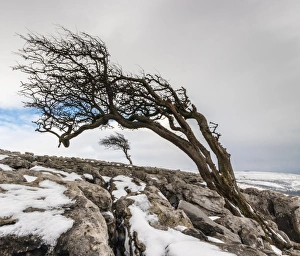 Prints of Twistleton Scar End in snow, Ingleton, Yorkshire Dales, Yorkshire, England, United Kingdom, Europe Images Dated 2015 January: Twistleton Scar End Snow Print