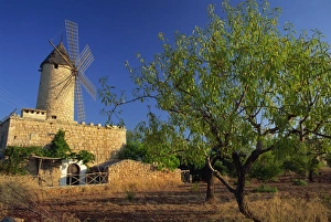 Mallorca Windmill Prints: Typical agricultural windmill