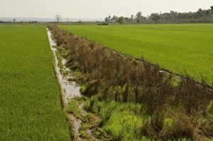 Traditional Indian Agriculture Prints: Typical agriculture