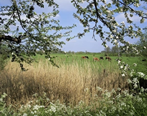 Dutch Landscape Prints: Typical Dutch landscape