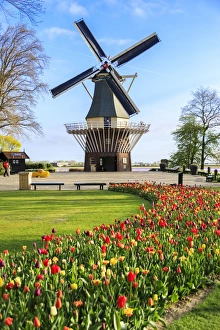 Traditional Dutch Windmill Prints: Typical windmill framed by multicolored tulips in bloom, Keukenhof Botanical Garden