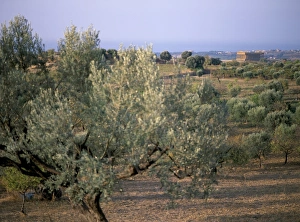 Agrigento Sicily Prints: The Valley of the Temples