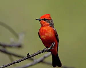 Vermilion flycatcher (Pyrocephalus rubinus), Patagonia Lake State Park Vermilion flycatcher (Pyrocephalus rubinus), Patagonia Lake State Park