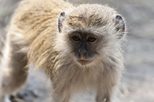Prints of Vervet monkey (Cercopithecus aethiops), Chobe National Park, Botswana, Africa Related Prints: Vervet Monkey Print, Chobe National Park, Botswana