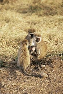 Tanzania Safari Photos Prints: Vervet monkey with infant (Ceropithecus aethiops), Ngorongoro Crater, Tanzania