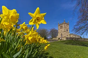 View of daffodils and St. Leonard's Church, Scarcliffe near Chesterfield, Derbyshire View of daffodils and St. Leonard's Church, Scarcliffe near Chesterfield, Derbyshire