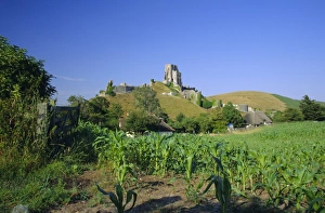 European Castle Landscapes Prints: View across fields to Corfe Castle, Dorset, England, UK, Europe