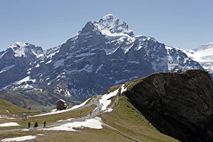 View from Grindelwald-First to Wetterhorn, Bernese Oberland, Swiss Alps View from Grindelwald-First to Wetterhorn, Bernese Oberland, Swiss Alps