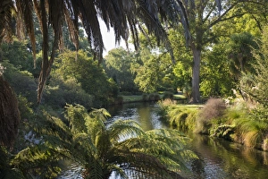 View along the palm-fringed Avon River in Christchurch Botanic Gardens, Christchurch View along the palm-fringed Avon River in Christchurch Botanic Gardens, Christchurch
