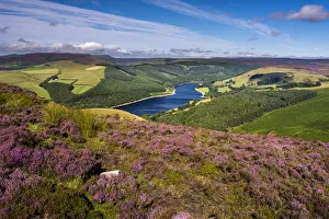 View of Upper Derwent Reservoir and flowering heather in August from Derwent Edge View of Upper Derwent Reservoir and flowering heather in August from Derwent Edge