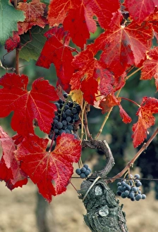 Vine in autumn, St. Emilion, Bordeaux, France, Europe Vine in autumn, St. Emilion, Bordeaux, France, Europe
