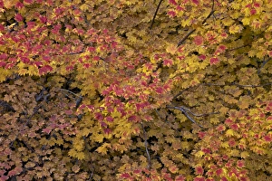 Autumn Tree Photography Prints: Vine maple (Acer circinatum) in the fall