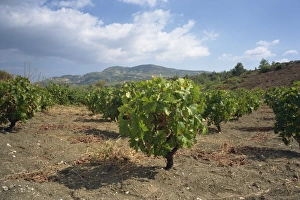 Vines in vineyards in the Troodos area in the centre of the island, Cyprus Vines in vineyards in the Troodos area in the centre of the island, Cyprus