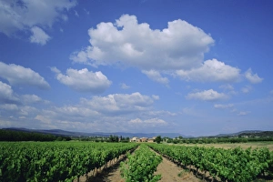 Blue Sky Vineyard Scene Prints: Vineyard under blue sky and white clouds, near Roussillon, Vaucluse, Provence