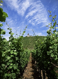 Vineyards In Europe Prints: Vineyard on Mosel River