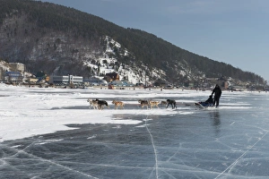 Visitors enjoying dog sledding on the ice in front of the village of Listvyanka, Irkutsk Oblast, Siberia, Russia Visitors enjoying dog sledding on the ice in front of the village of Listvyanka, Irkutsk Oblast, Siberia, Russia