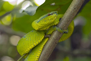Waglers pit viper (Tropidolaemus wagleri) a venomous green pit viper found throughout Southeast Asia, Sarawak, Borneo Waglers pit viper (Tropidolaemus wagleri) a venomous green pit viper found throughout Southeast Asia, Sarawak, Borneo