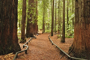 Walkway, The Redwoods, Rotorua, Bay of Plenty, North Island, New Zealand, Pacific Walkway, The Redwoods, Rotorua, Bay of Plenty, North Island, New Zealand, Pacific