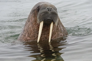 Walrus (Odobenus rosmarus) in water, Spitsbergen Island, Svalbard Archipelago, Arctic Walrus (Odobenus rosmarus) in water, Spitsbergen Island, Svalbard Archipelago, Arctic
