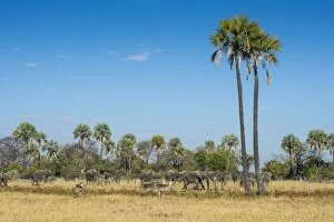 Liwonde Collection: Waterbucks (Kobus ellipsiprymnus) in front of African bush elephants (Loxodonta africana)