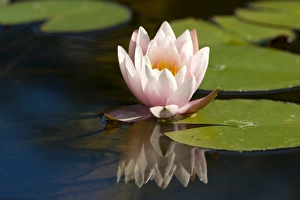 Bielefeld Botanical Garden Prints: Waterlily, (Nymphaea)