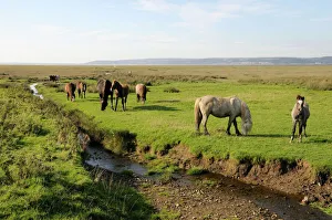Welsh mountain ponies (Equus caballus) grazing, Llanrhidian salt marshes, The Gower Peninsula, Wales Welsh mountain ponies (Equus caballus) grazing, Llanrhidian salt marshes, The Gower Peninsula, Wales