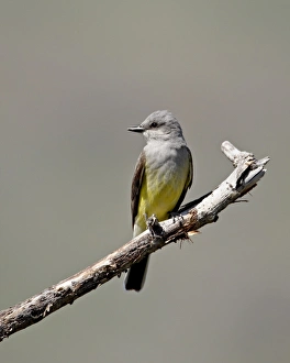 Western kingbird (Tyrannus verticalis), Okanogan County, Washington State Western kingbird (Tyrannus verticalis), Okanogan County, Washington State