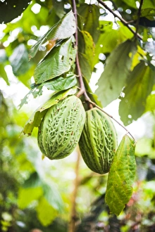 Ecuador Travel Photography Prints: White cacao tree, Amazon Rainforest, Coca, Ecuador, South America