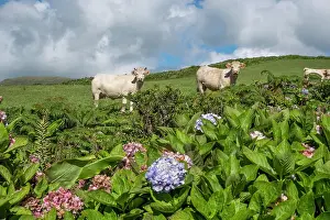 Portuguese Countryside Scenery Prints: White cows looking at the camera with some hydrangea plants in the foreground
