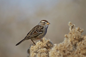 White-Crowned Sparrow (Zonotrichia leucophrys), Pahranagat National Wildlife Refuge, Nevada, United States of America White-Crowned Sparrow (Zonotrichia leucophrys), Pahranagat National Wildlife Refuge, Nevada, United States of America