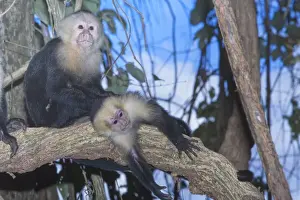 Central America Nature Images Prints: White-faced Capuchin monkey (Cebus capucinos) on tree, Manuel Antonio National Park