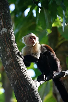 White faced Capuchin monkey, Montezuma, Nicoya Peninsula, Costa Rica, Central America White faced Capuchin monkey, Montezuma, Nicoya Peninsula, Costa Rica, Central America