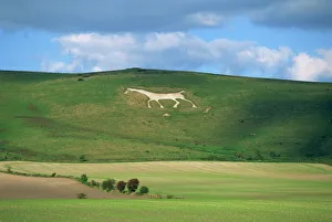 White horse dating from 1812 carved in chalk on Milk Hill, Marlborough Downs White horse dating from 1812 carved in chalk on Milk Hill, Marlborough Downs