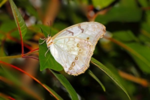 White Butterfly Species Prints: White Morpho (Morpho polyphemus)
