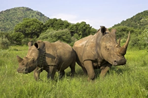Images Dated 27th January 2000: White Rhino Print with Calf in Pilanesberg