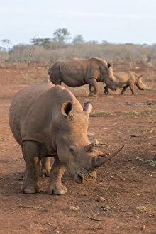 White rhinos (Ceratotherium simum), Zimanga private game reserve, KwaZulu-Natal White rhinos (Ceratotherium simum), Zimanga private game reserve, KwaZulu-Natal