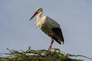 White stork (Ciconia ciconia), Ndutu, Ngorongoro Conservation Area, Serengeti, Tanzania White stork (Ciconia ciconia), Ndutu, Ngorongoro Conservation Area, Serengeti, Tanzania