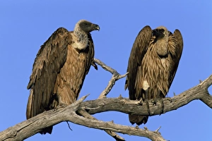 Namibia Wildlife Safari Prints: Two whitebacked vultures