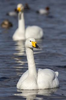 Whooper swans (Cygnus cygnus) on the water, Welney Wildfowl and Wetlands Trust Reserve Whooper swans (Cygnus cygnus) on the water, Welney Wildfowl and Wetlands Trust Reserve