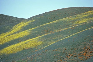 Contemporary Landscape Photography Prints: Wild flowers