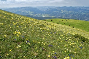 Wild flowers in bloom and horses, Mountain Acuto, Apennines, Umbria, Italy, Europe Wild flowers in bloom and horses, Mountain Acuto, Apennines, Umbria, Italy, Europe